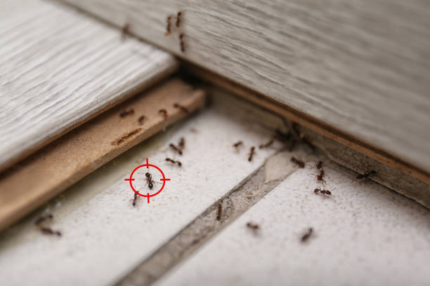 Best Wildlife Control Services  in Firthcliffe, NY