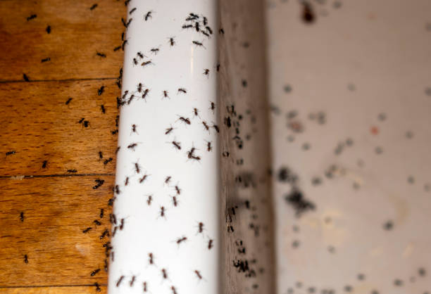 Best Mosquito Control Services  in Firthcliffe, NY