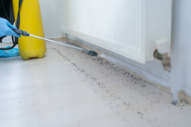 Best Pest Control Near Me  in Firthcliffe, NY